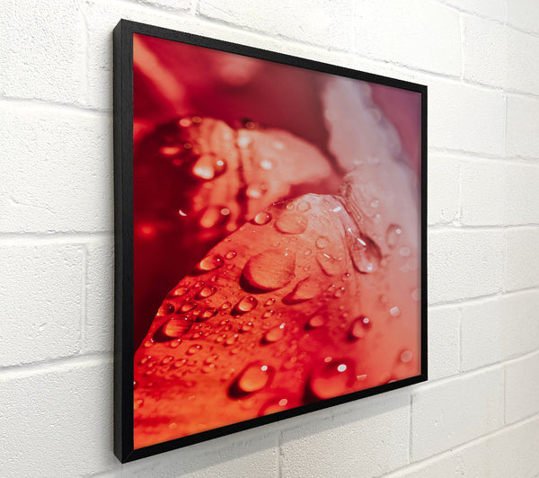 Ruby Dew Drops