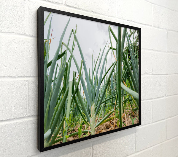 Emerald Green Onions