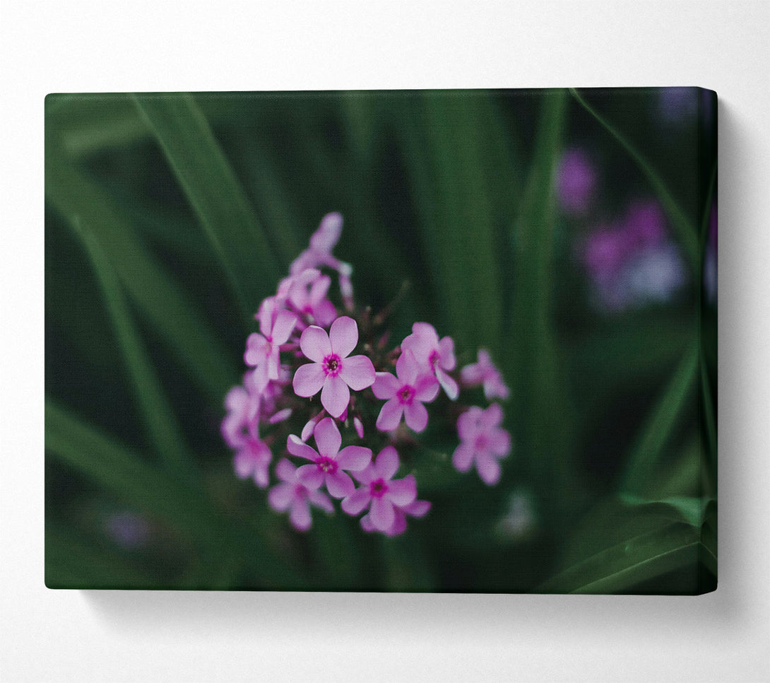  A Canvas Print of Pink Blooms In The Green Canvas Print