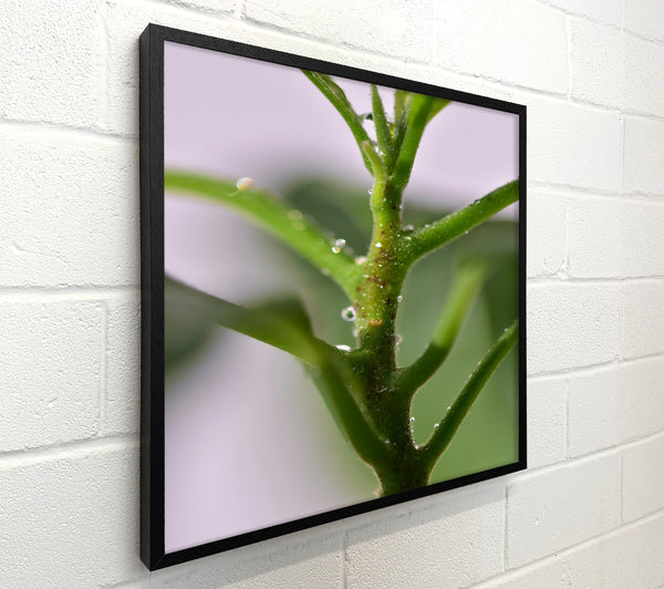 Green Stem Dewdrops