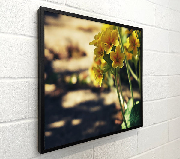 Yellow Blooms In Sunlight.
