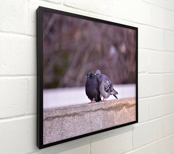 Black And Grey Lovebirds
