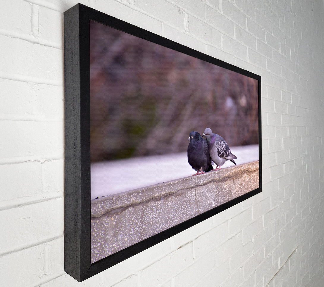  A Canvas Print of Black And Grey Lovebirds Canvas Print