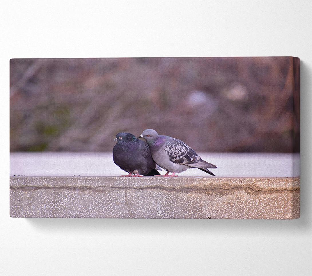  A Canvas Print of Black And Grey Lovebirds Canvas Print