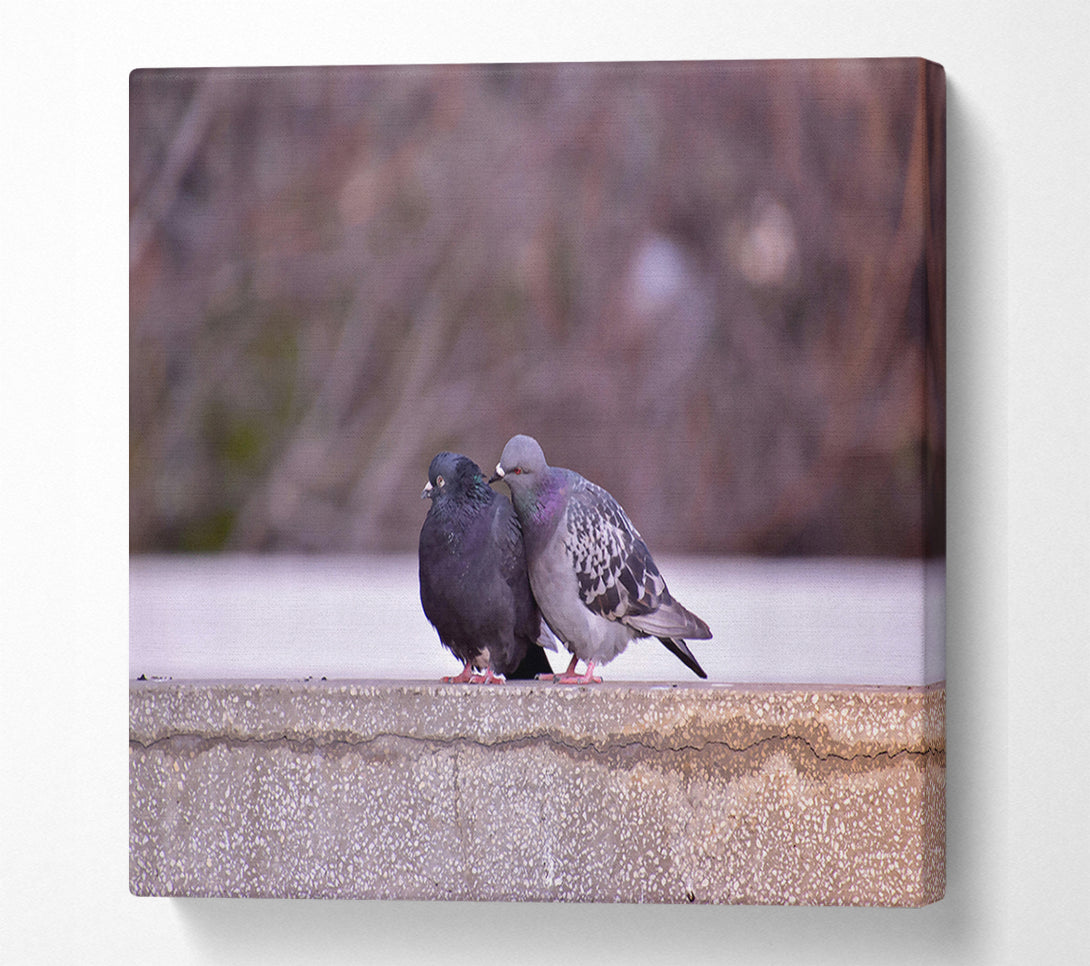  A Canvas Print of Black And Grey Lovebirds Canvas Print