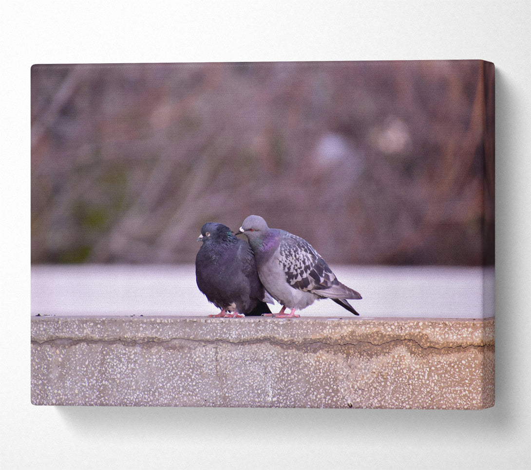  A Canvas Print of Black And Grey Lovebirds Canvas Print