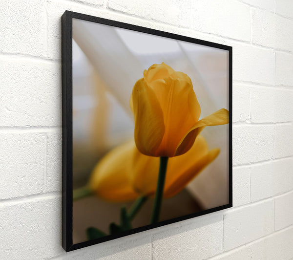 Pale Yellow Tulip Bloom