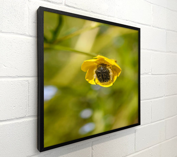 Yellow Flower Bug