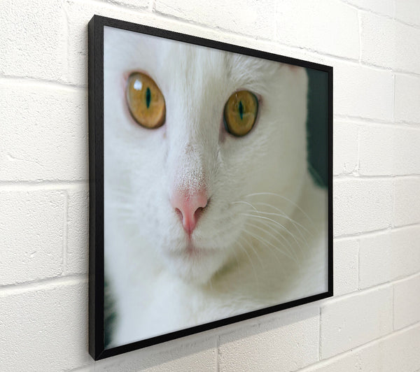Golden Gaze White Fur