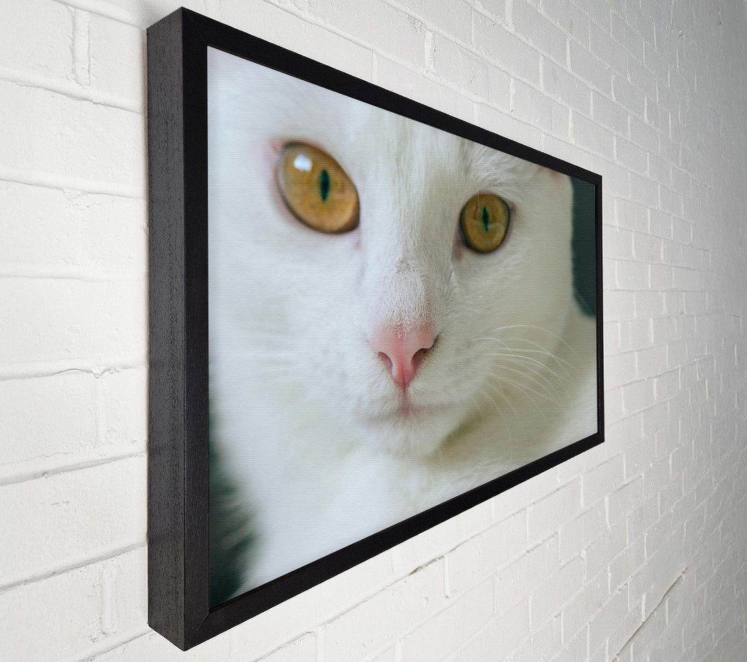  A Canvas Print of Golden Gaze White Fur Canvas Print