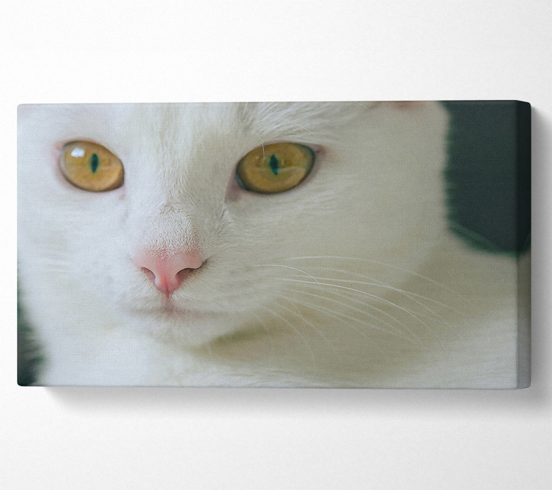  A Canvas Print of Golden Gaze White Fur Canvas Print