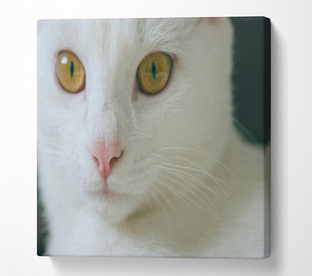  A Canvas Print of Golden Gaze White Fur Canvas Print
