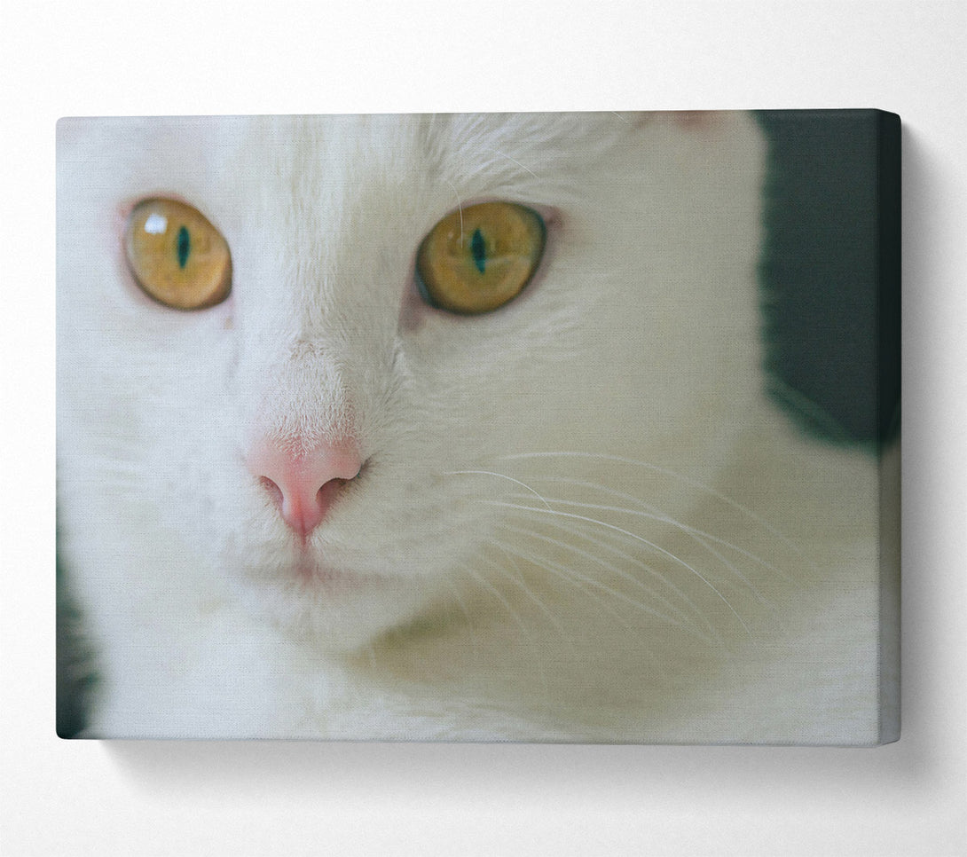  A Canvas Print of Golden Gaze White Fur Canvas Print