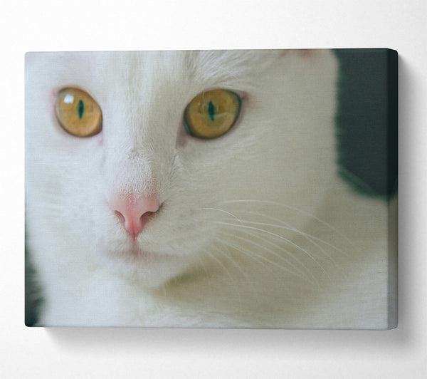  A Canvas Print of Golden Gaze White Fur Canvas Print