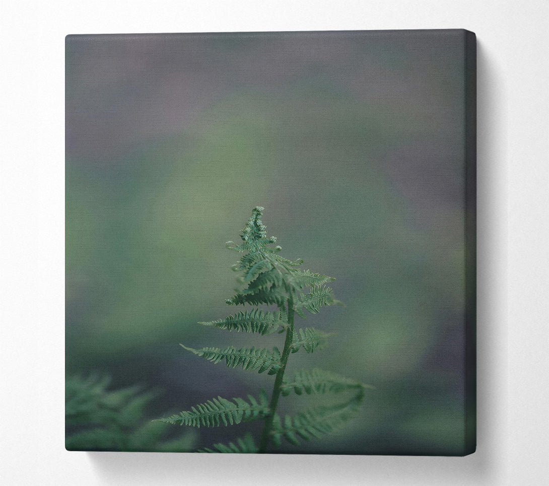  A Canvas Print of Green Fern Unfurling Canvas Art