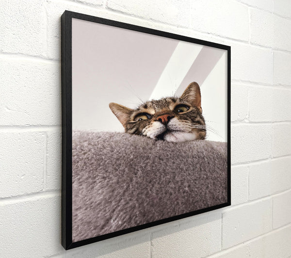 Gray Cat'S View