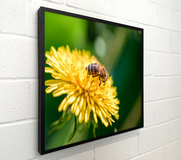 Golden Pollen Feast