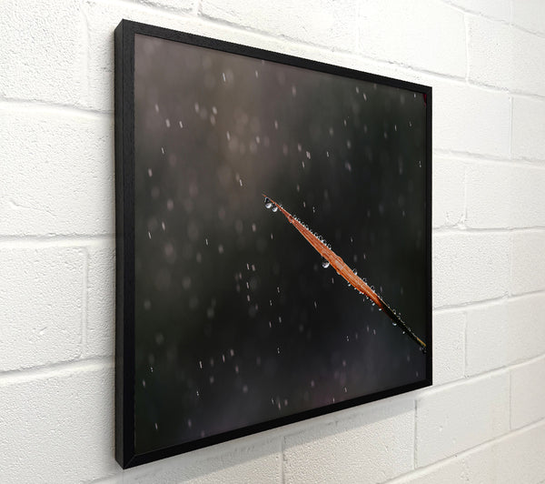 The Gray Rain Drop