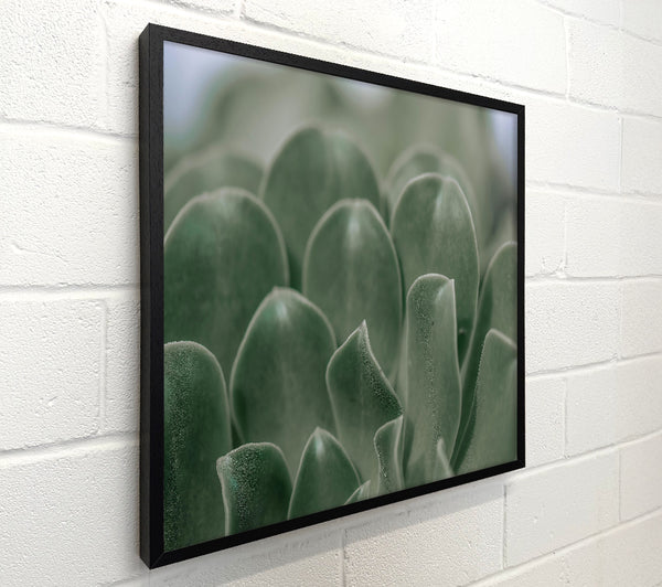 Emerald Succulent Embrace