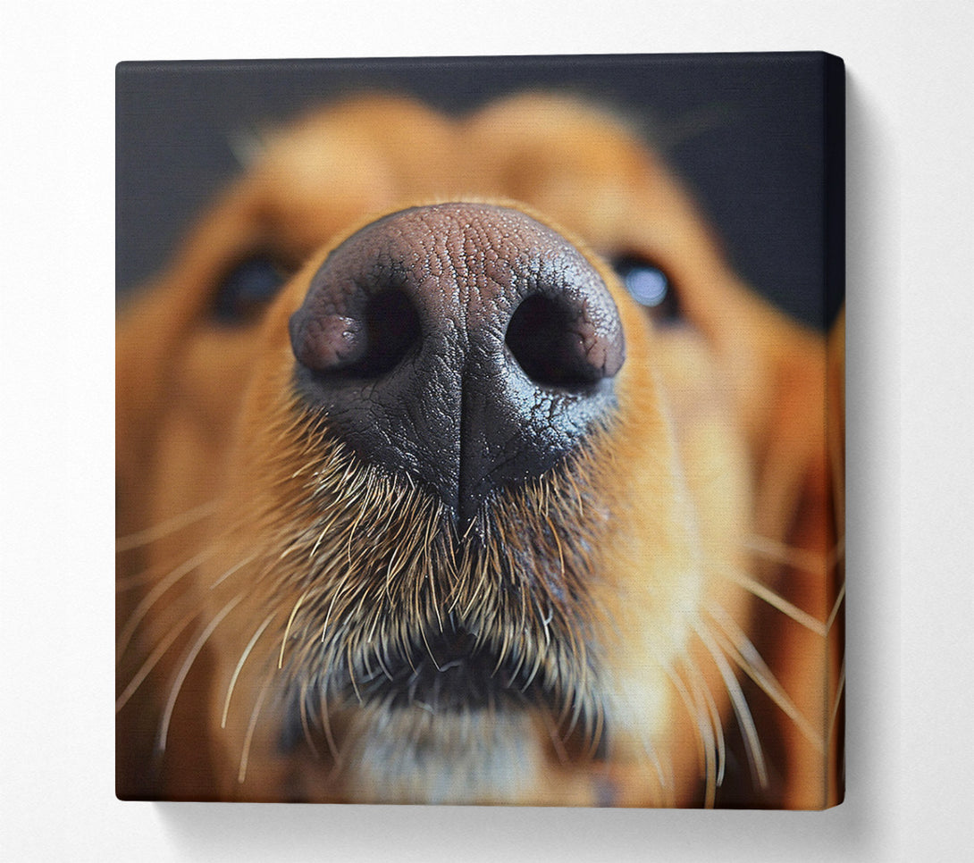 A Canvas Print of Dog Sniffing Canvas Wall Art
