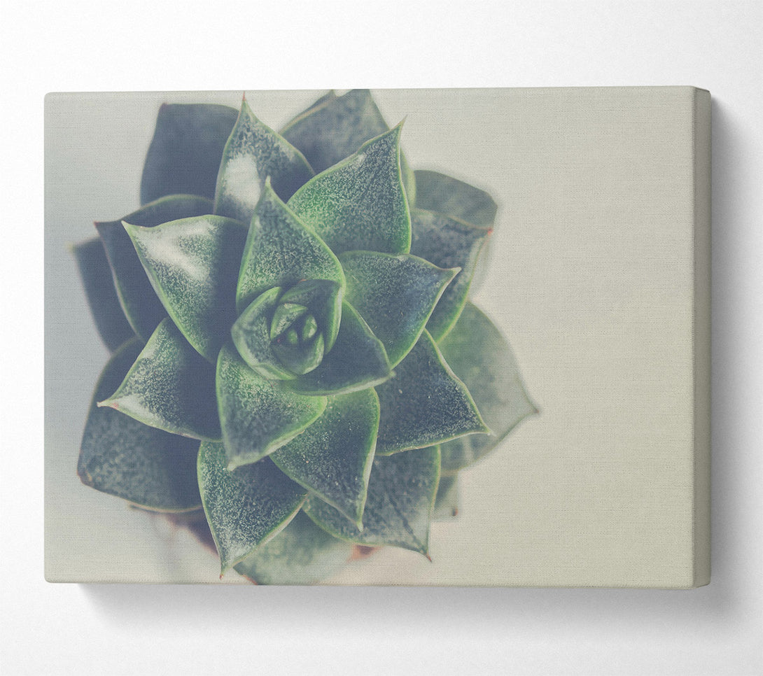  A Canvas Print of Green Succulent Bloom Canvas Art
