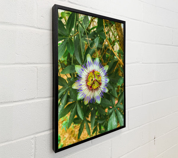 Purple Passion Flower Bloom