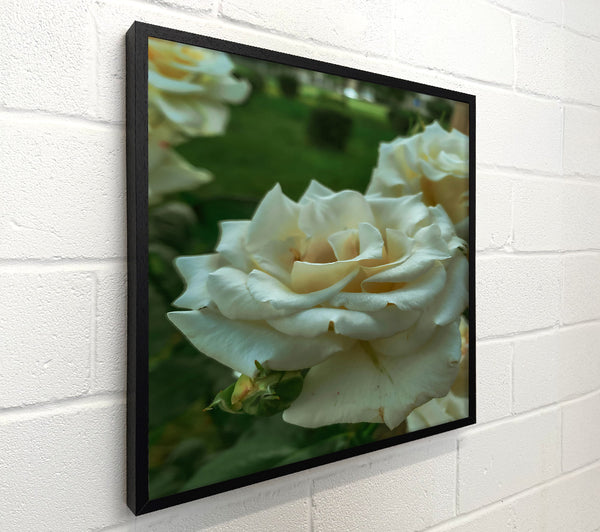 Creamy White Rose Bloom