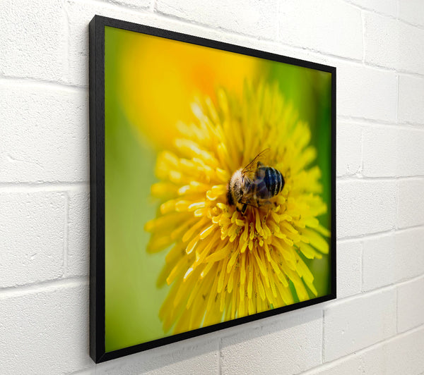 Golden Pollen Buzz