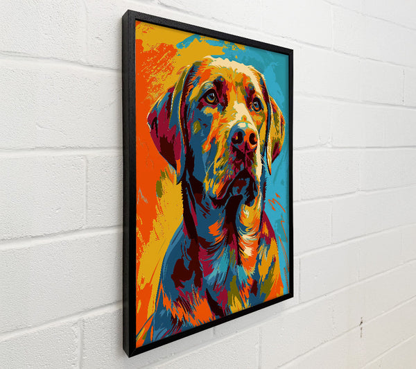 Golden Retriever Gaze