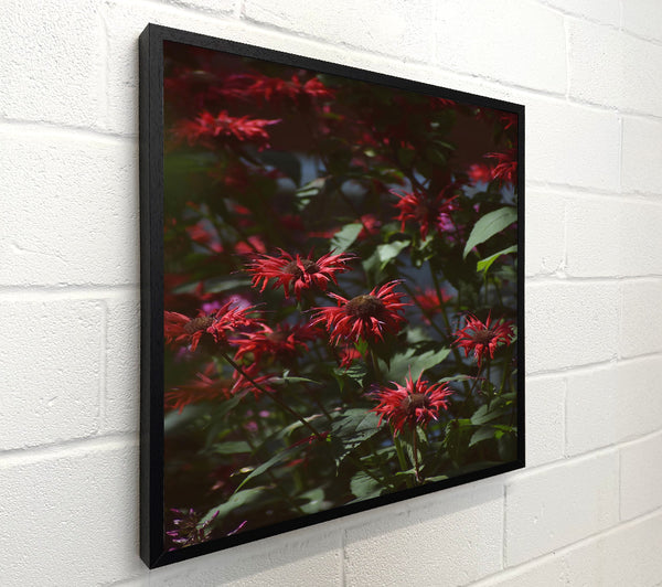 Crimson Summer Blooms