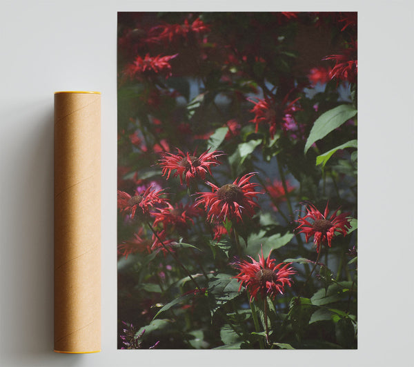 Crimson Summer Blooms Print