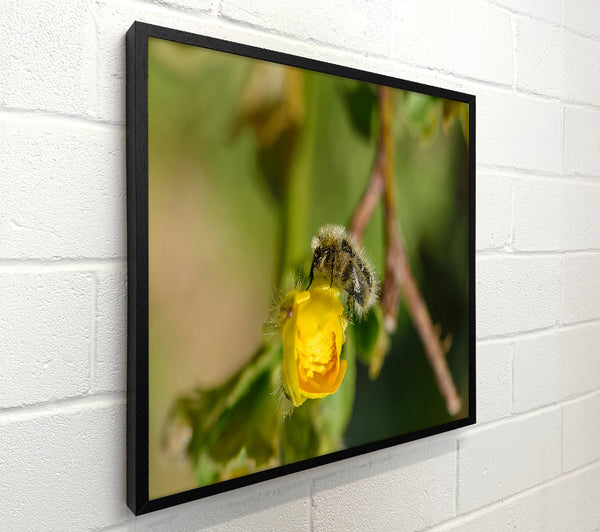 Golden Bud Visitor