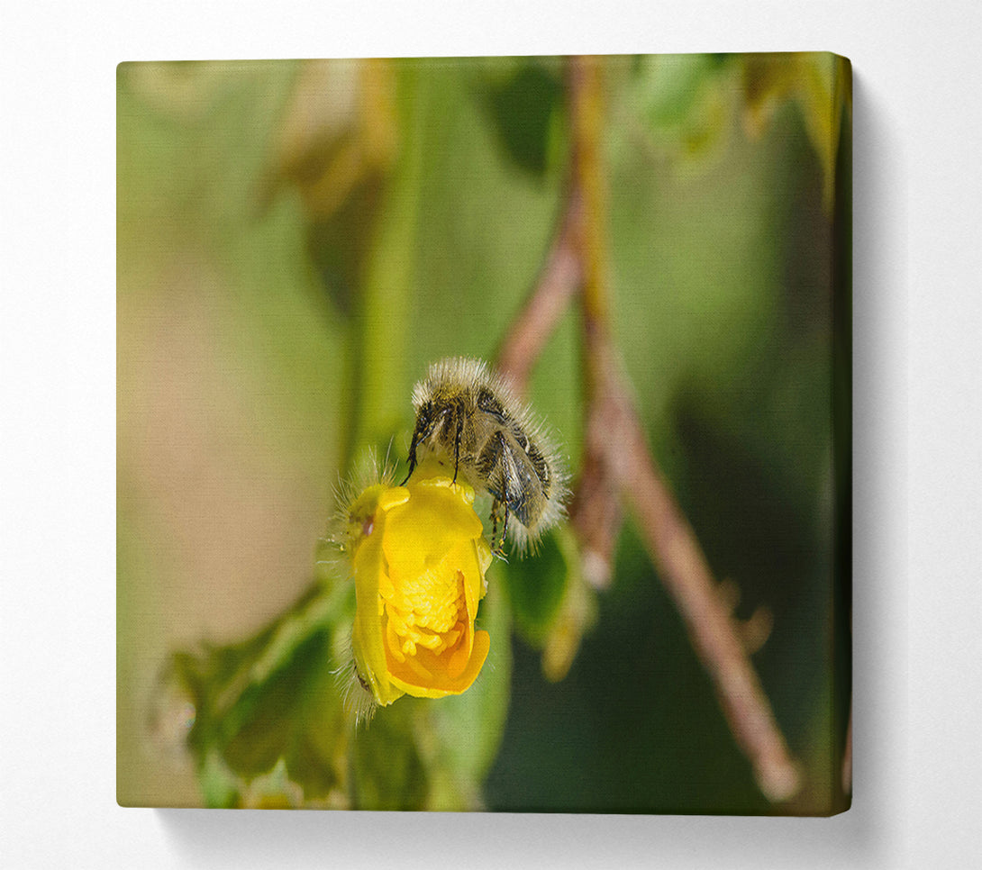  A Canvas Print of Golden Bud Visitor Canvas Print