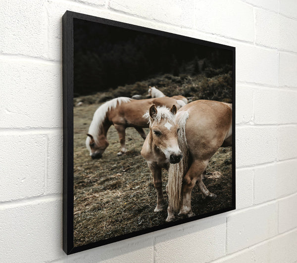 Golden Horse In Field