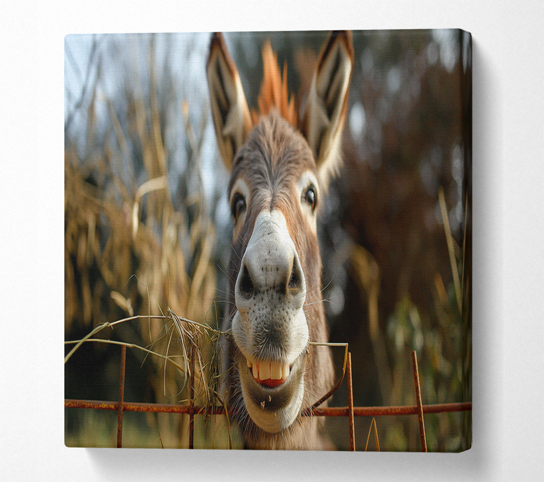  A Canvas Print of Donkey At The Fence Canvas Art