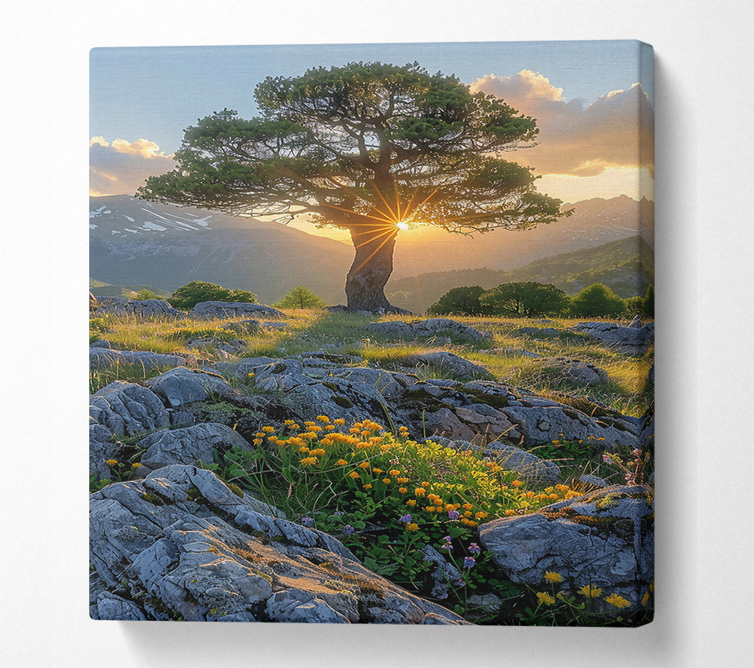  A Canvas Print of Golden Hour Through Branches Canvas Print