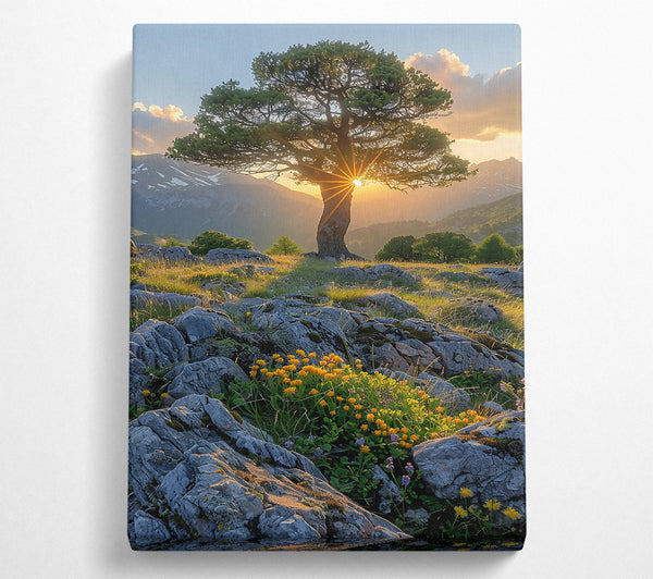  A Canvas Print of Golden Hour Through Branches Canvas Print
