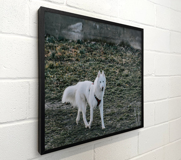 White Wolf In Green Grass