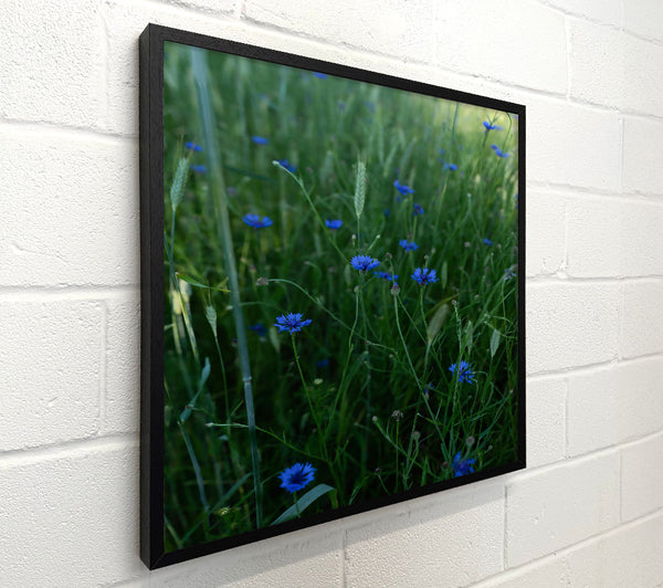 Blue Flowers In Green Field.