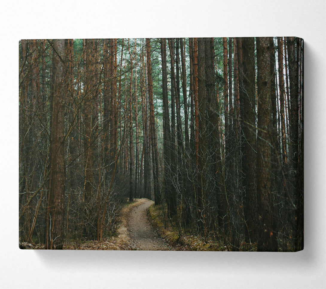  A Canvas Print of Green Forest Path Canvas Art