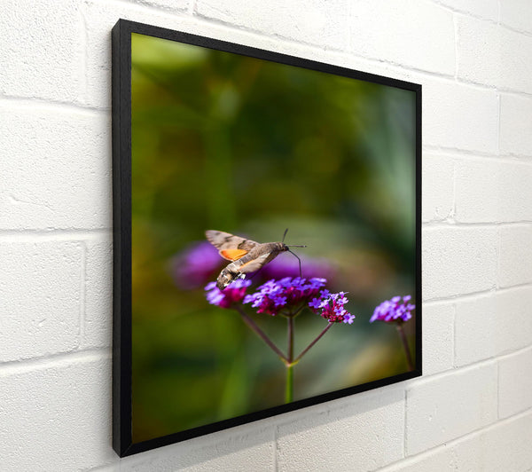 Purple Bloom Hovering