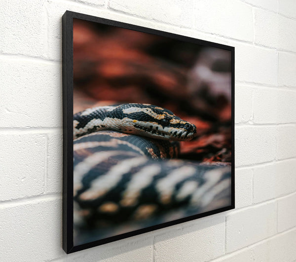 Black And White Serpent