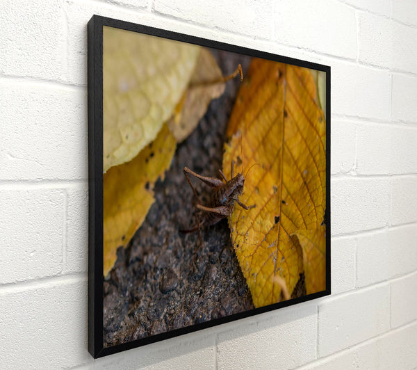 Golden Leaf Cricket