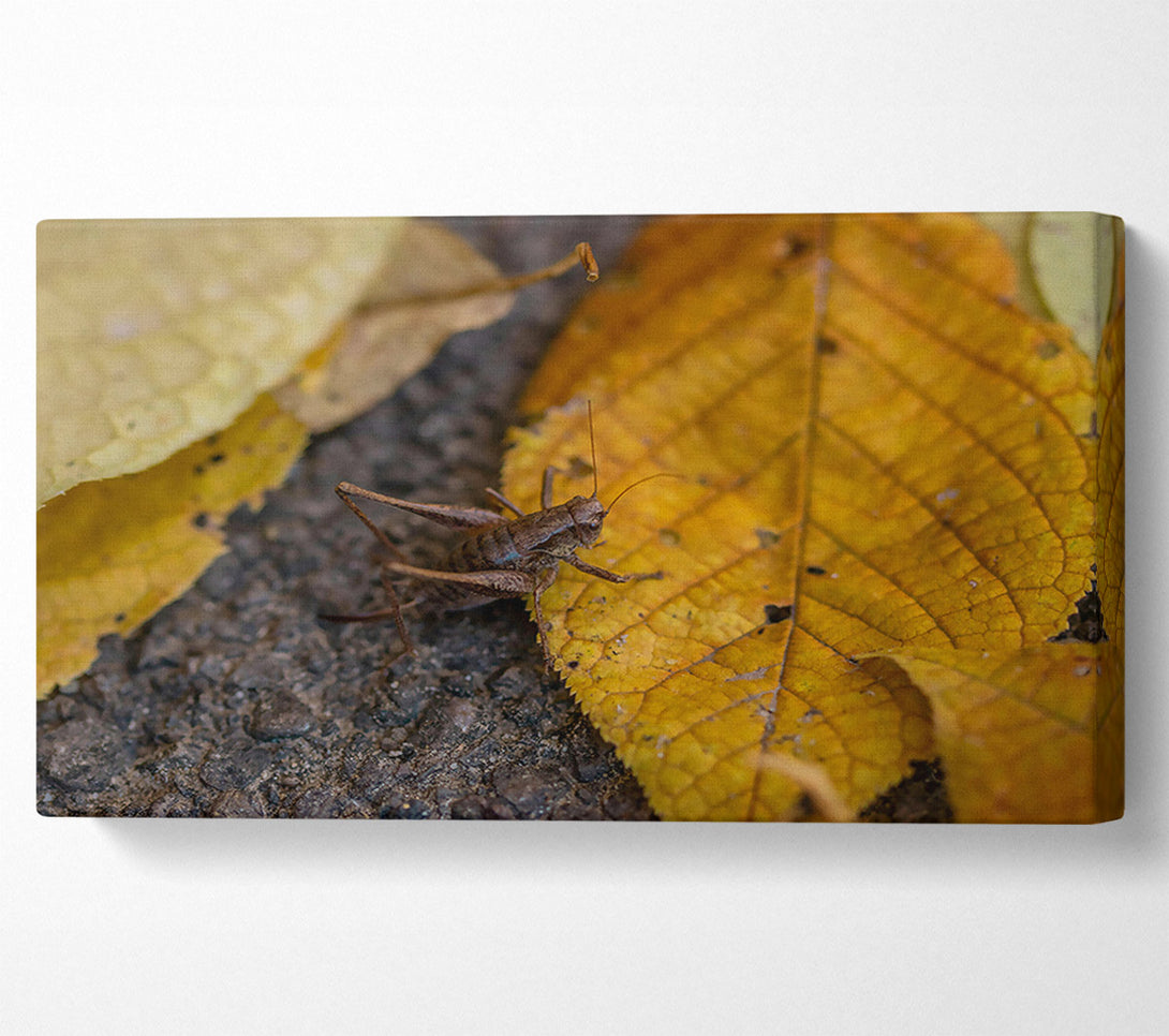  A Canvas Print of Golden Leaf Cricket Canvas Wall Art