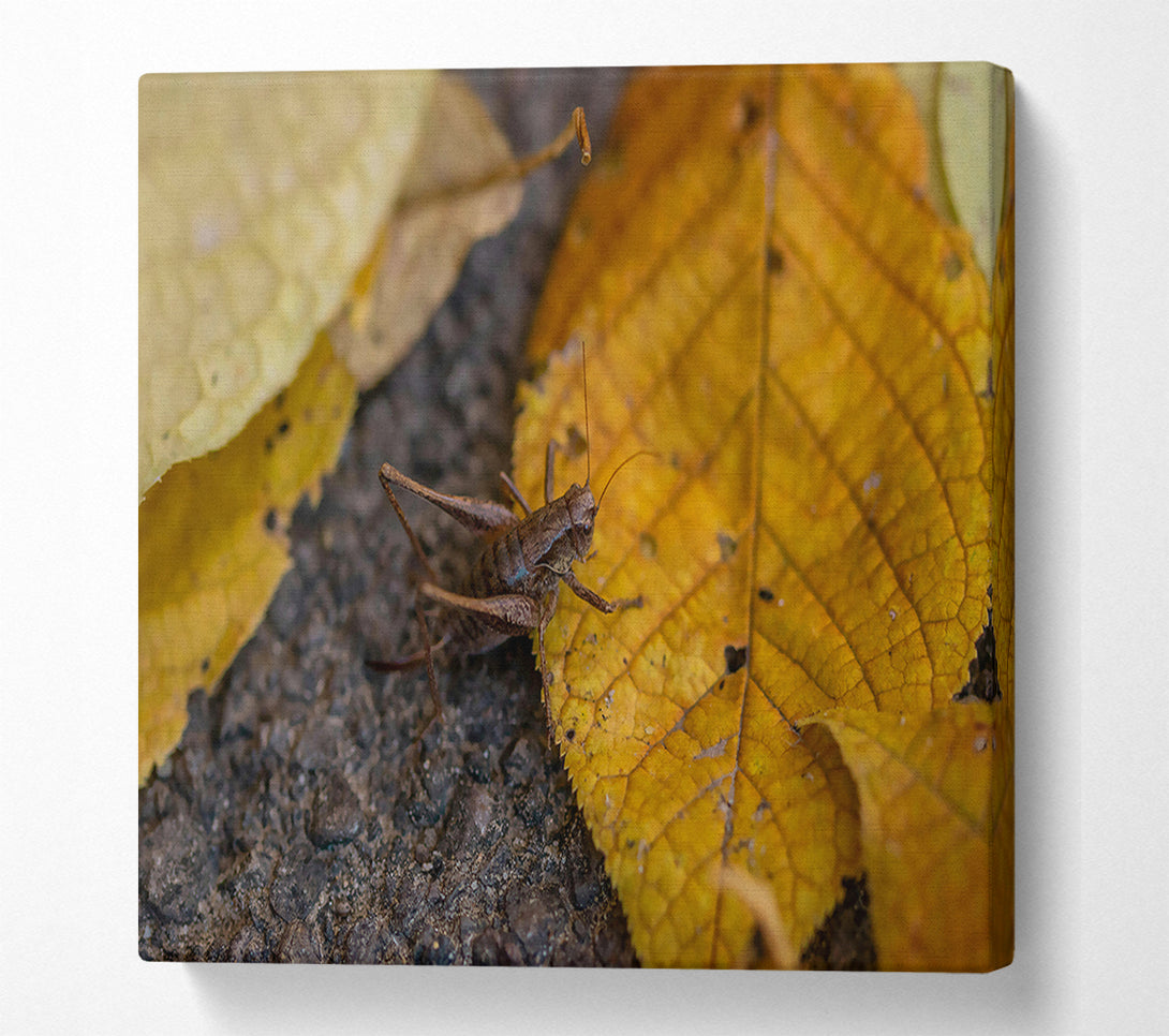  A Canvas Print of Golden Leaf Cricket Canvas Wall Art
