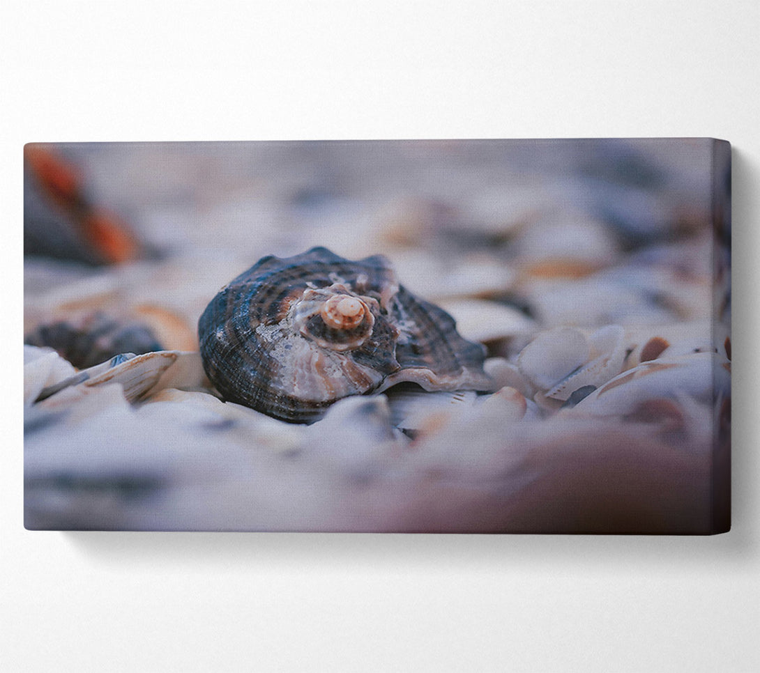  A Canvas Print of Sea Shell In Blue Canvas Print