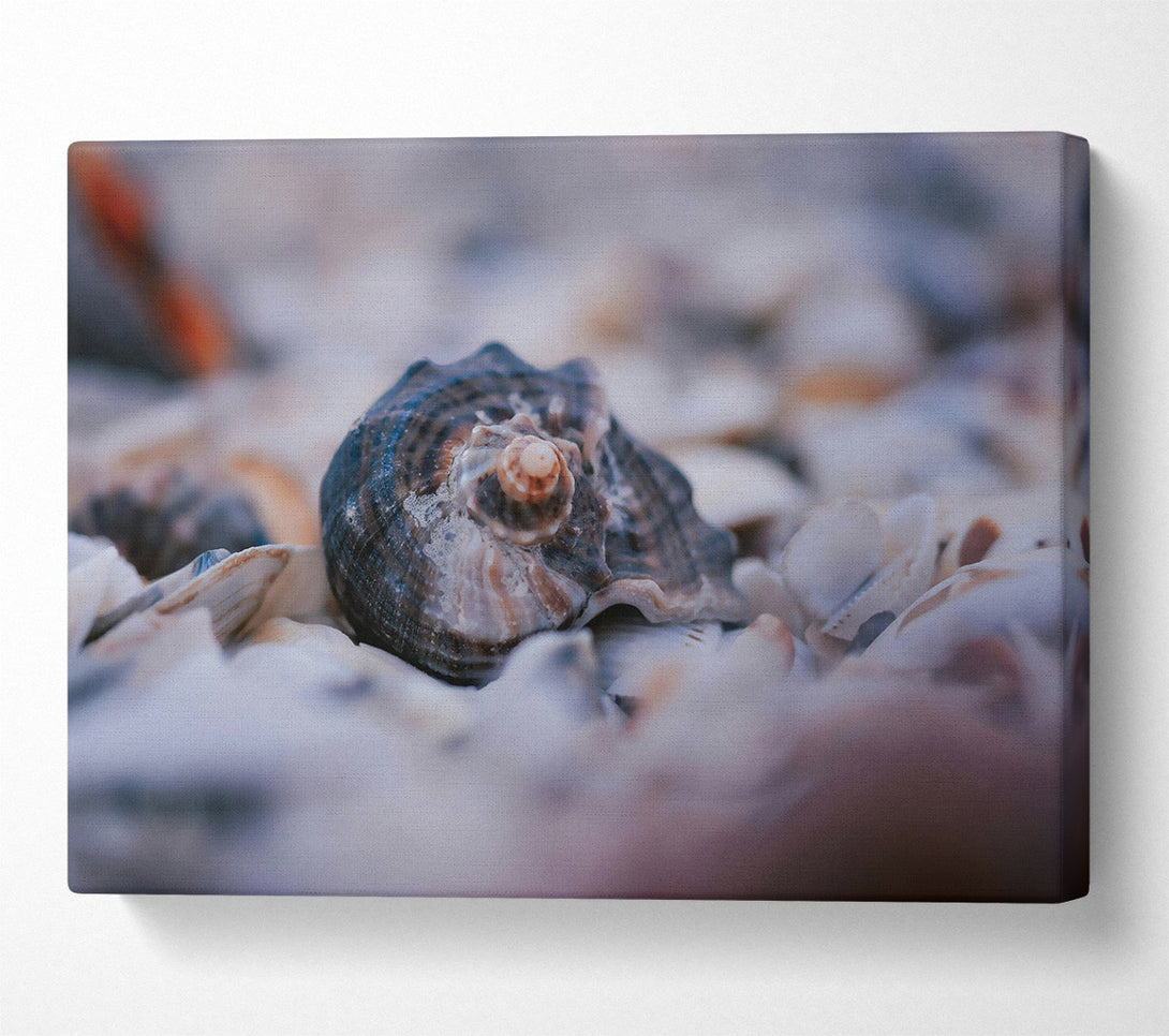  A Canvas Print of Sea Shell In Blue Canvas Print