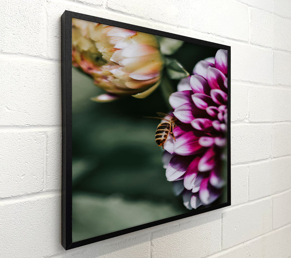 Magenta Petal Buzz