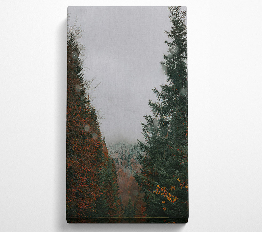 A Canvas Print of Green Forest Mist Canvas Print