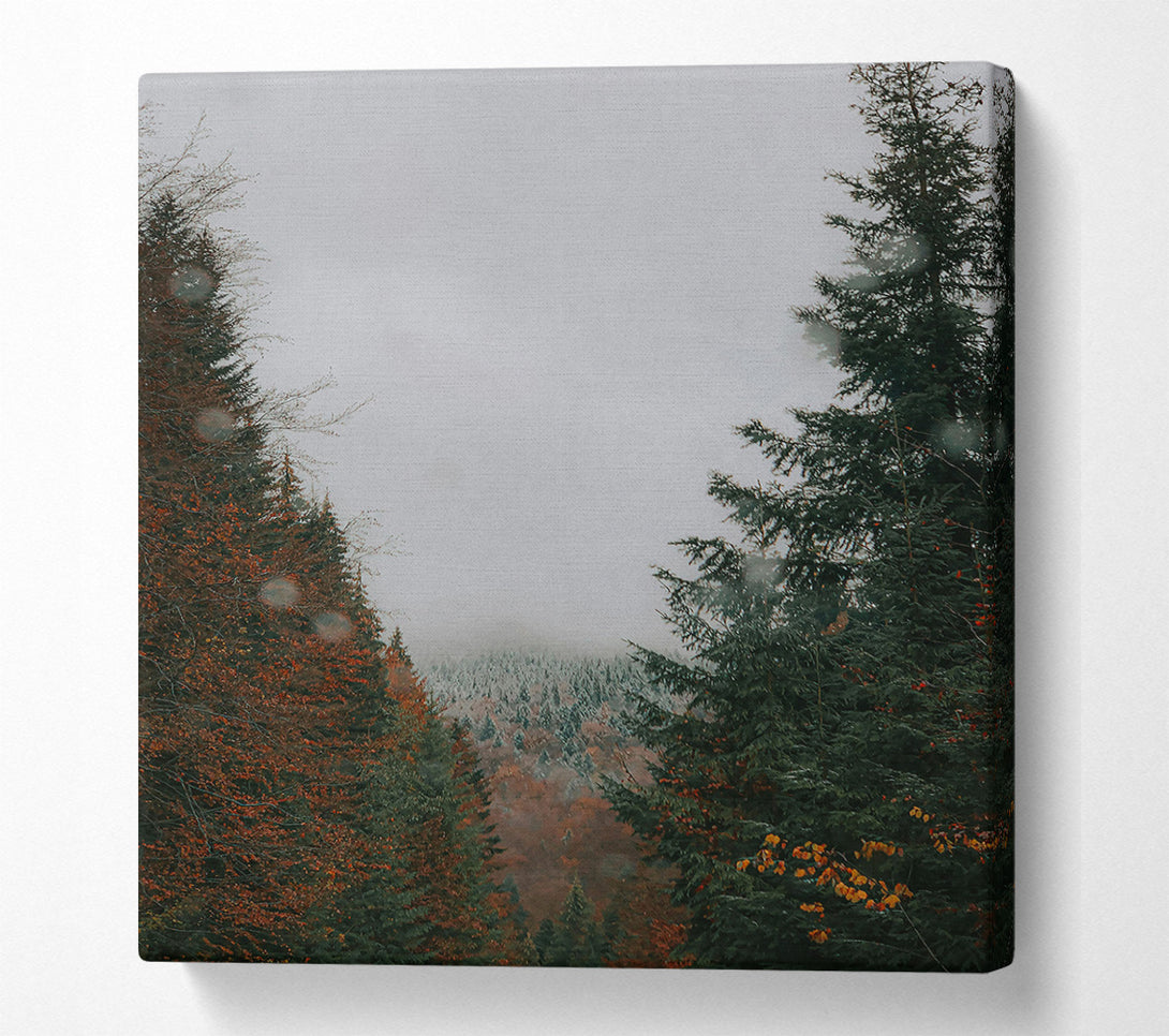  A Canvas Print of Green Forest Mist Canvas Print